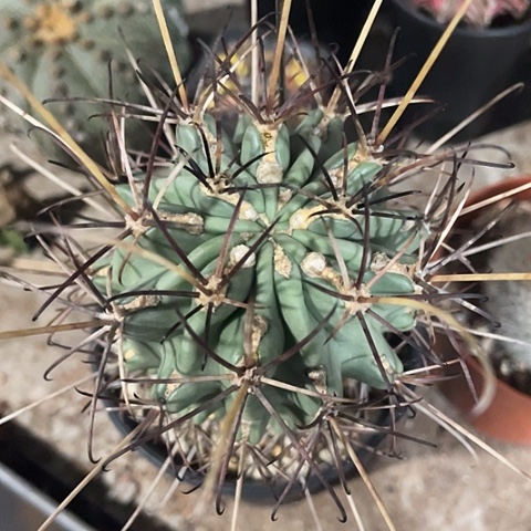 实生黑罗莎过年福利