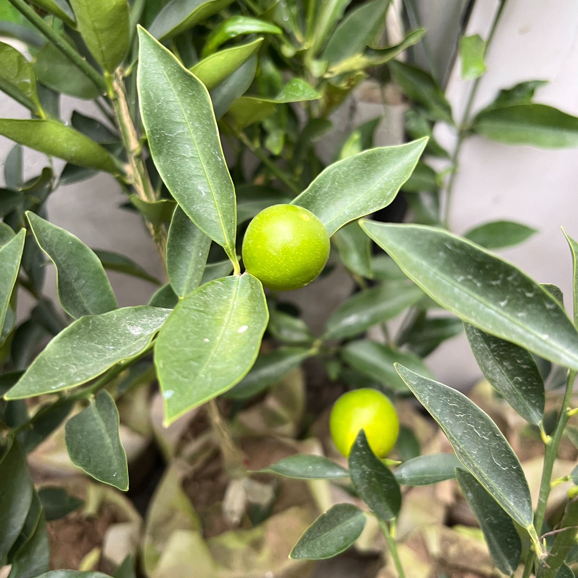 金橘柠檬树苗（二代光皮 纯甜 产量相对油皮稍低）