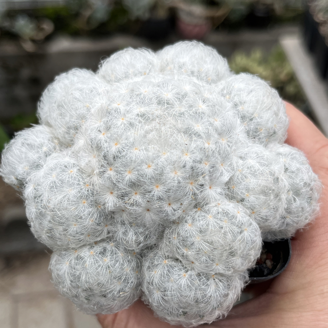 实生白星仙人球带盆发货室内好养活小盆栽