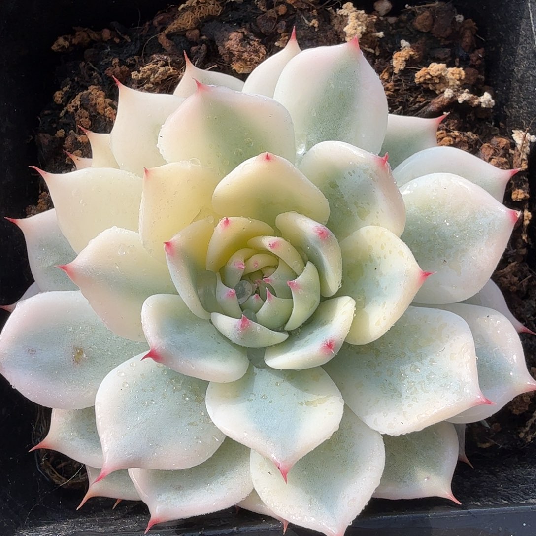 吉娃娃锦，多肉植物