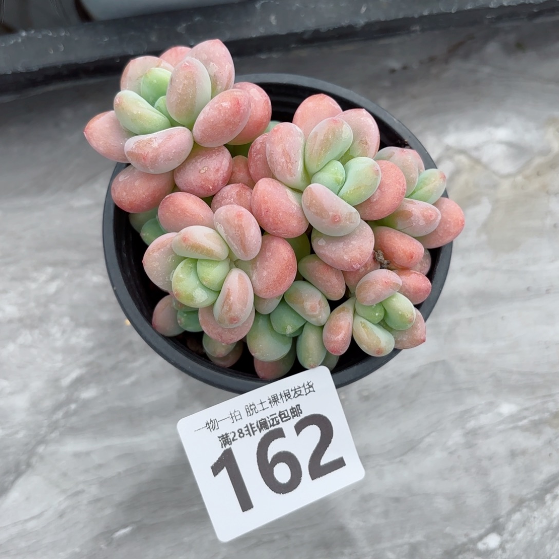 橘子洛神无盆土发货