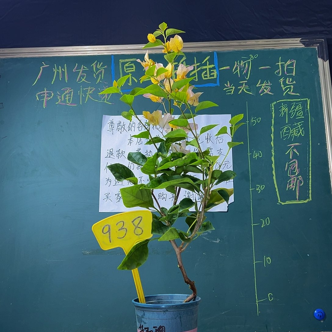 当前无花栽培后可以开花  造型杆 黄玫瑰 938