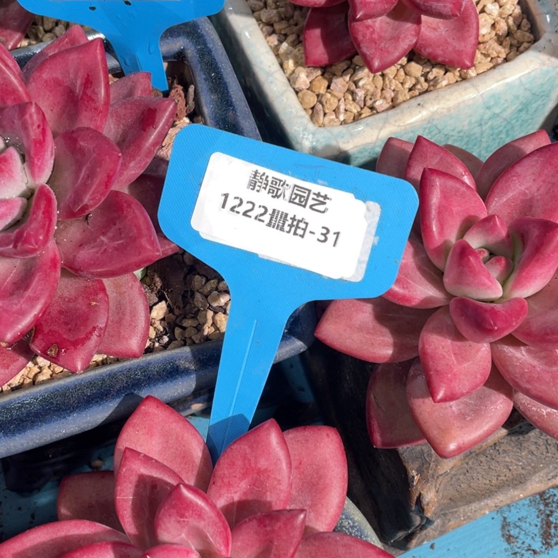 1222-31-单头赫菲斯托一颗