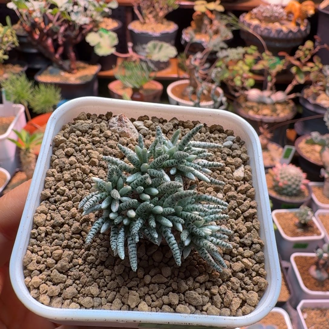 韧锦182 仙人球仙人球