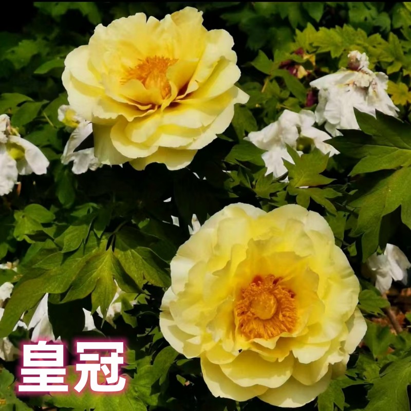 【皇冠】牡丹花树苗 基地直发  现挖现发