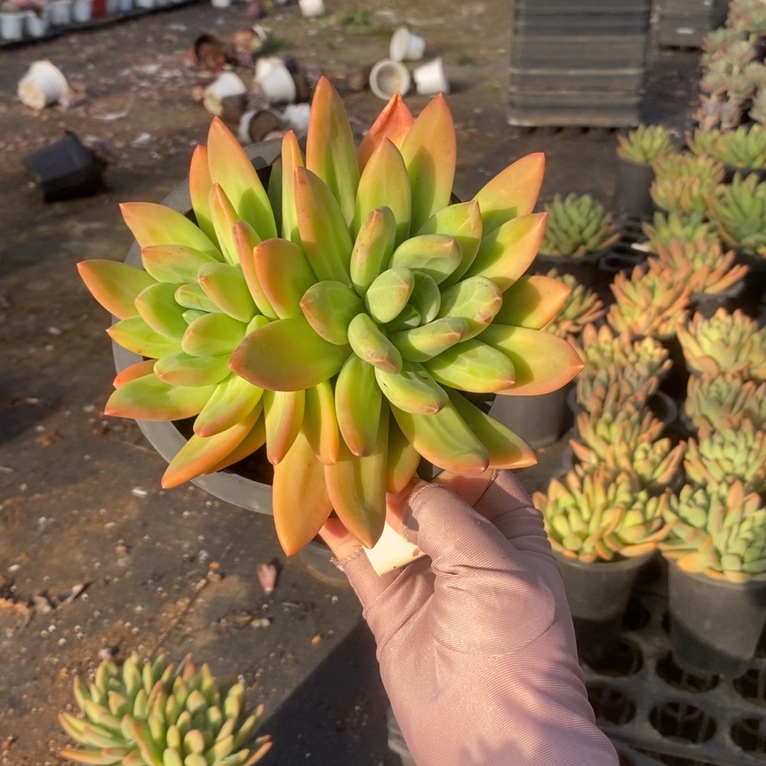 4359海洋之歌一物一拍