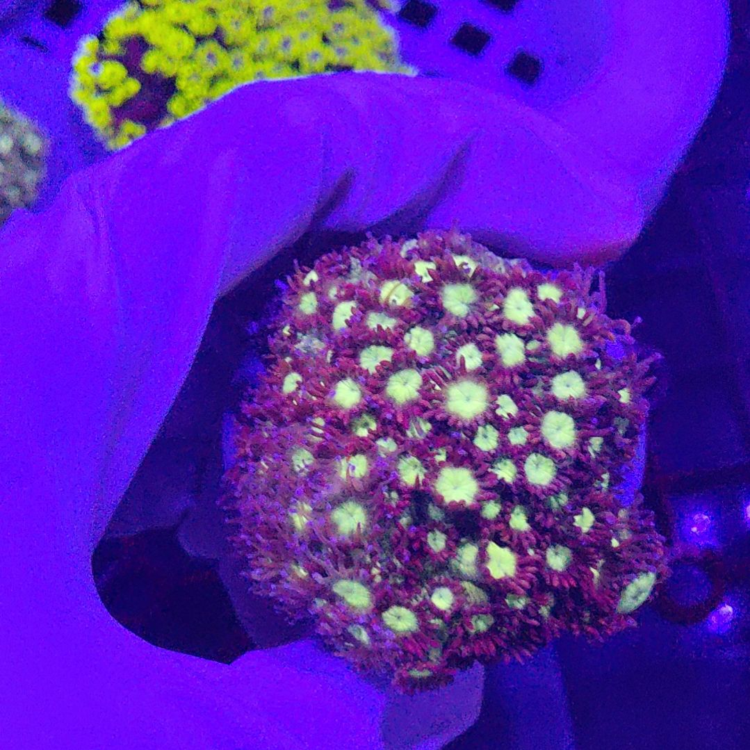 智海珊瑚不支持退货不包邮接受再下单