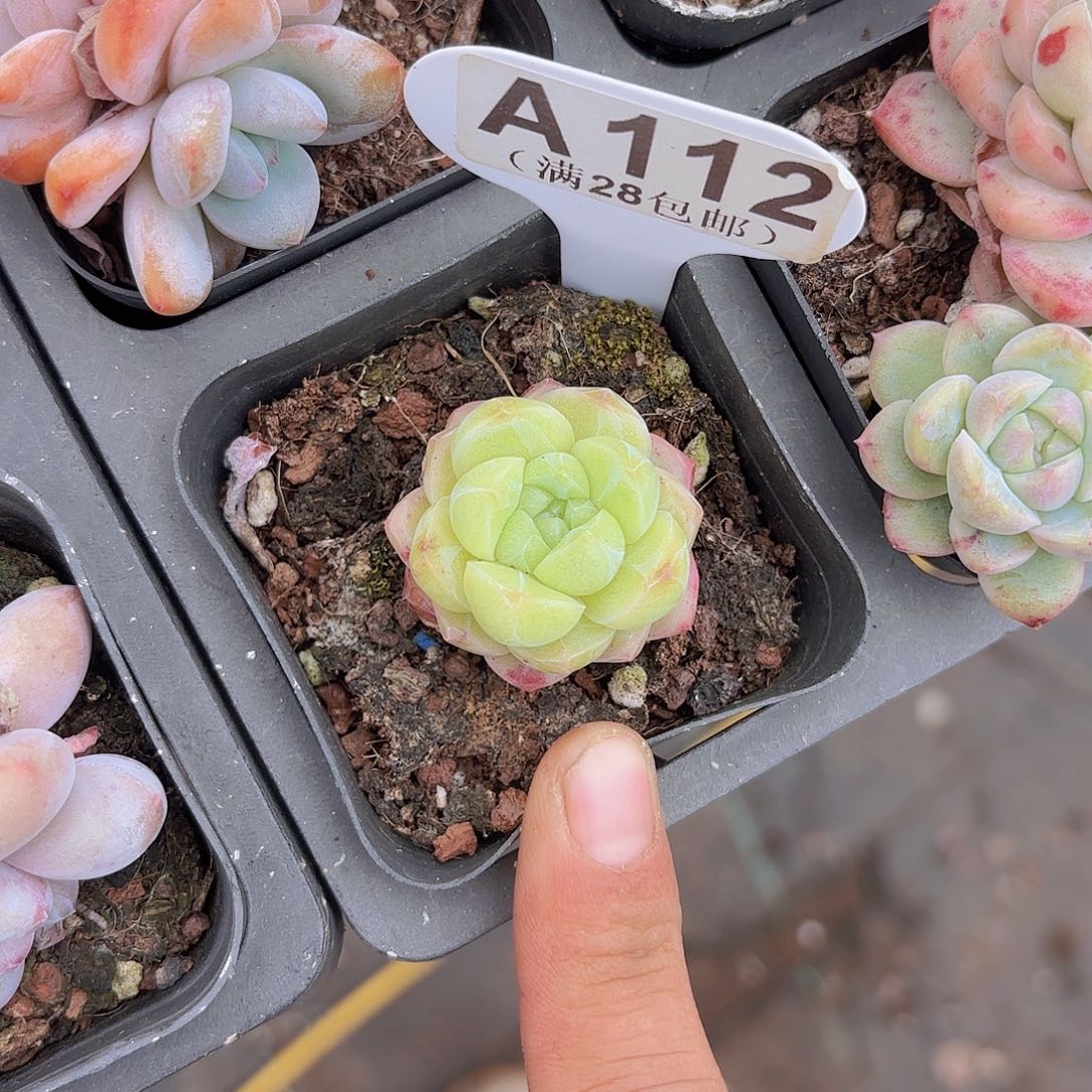 A112杂交一物语拍