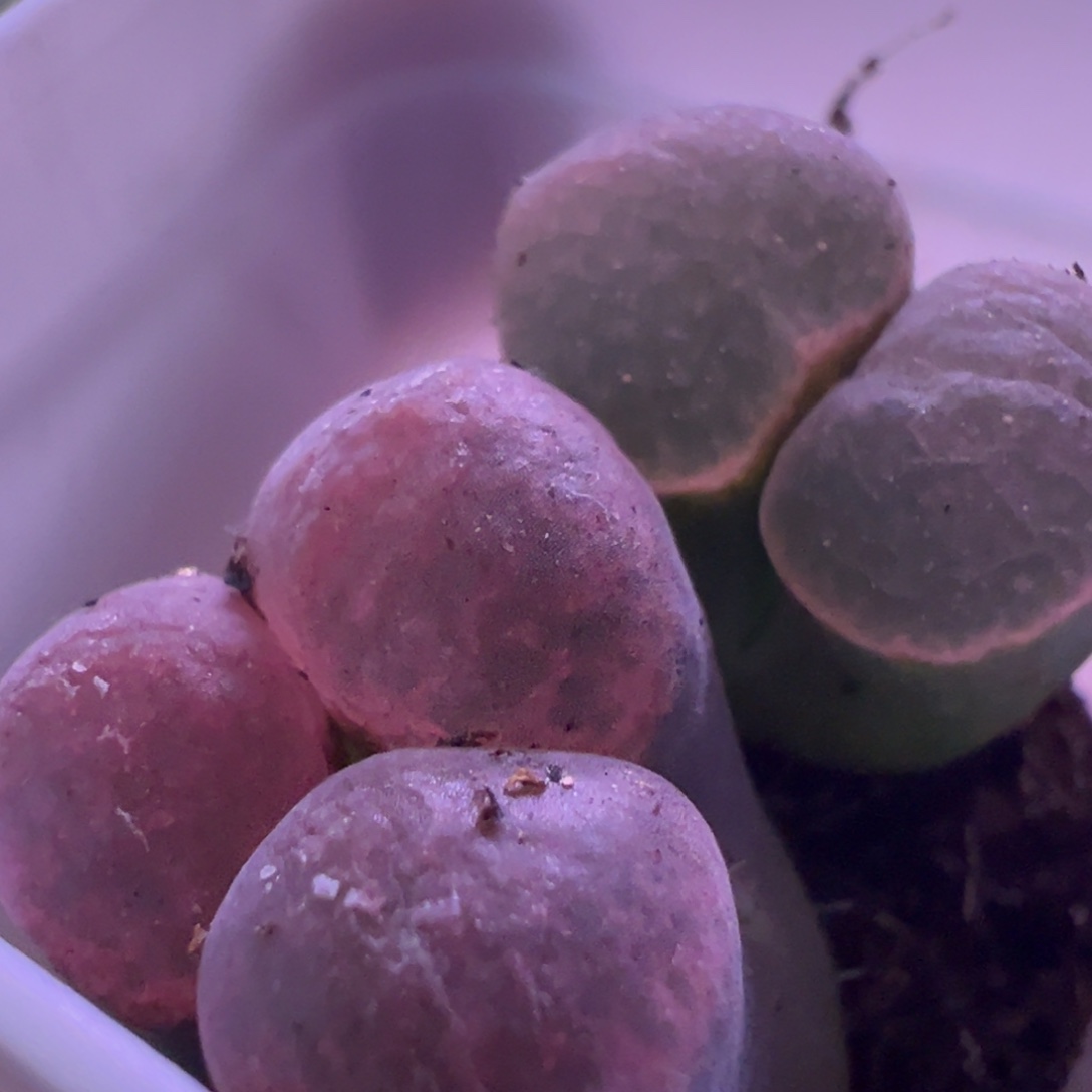 y080磁铁母本一物一拍