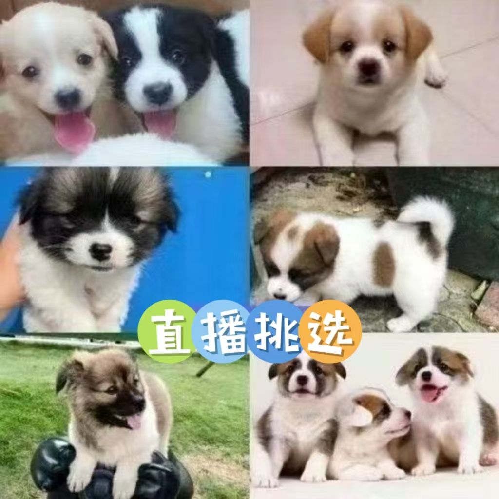可爱小土狗中华田园犬适合家庭饲养的萌宠狗狗
