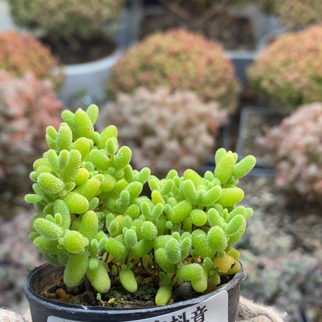 下播福利5592蜜橘糖球