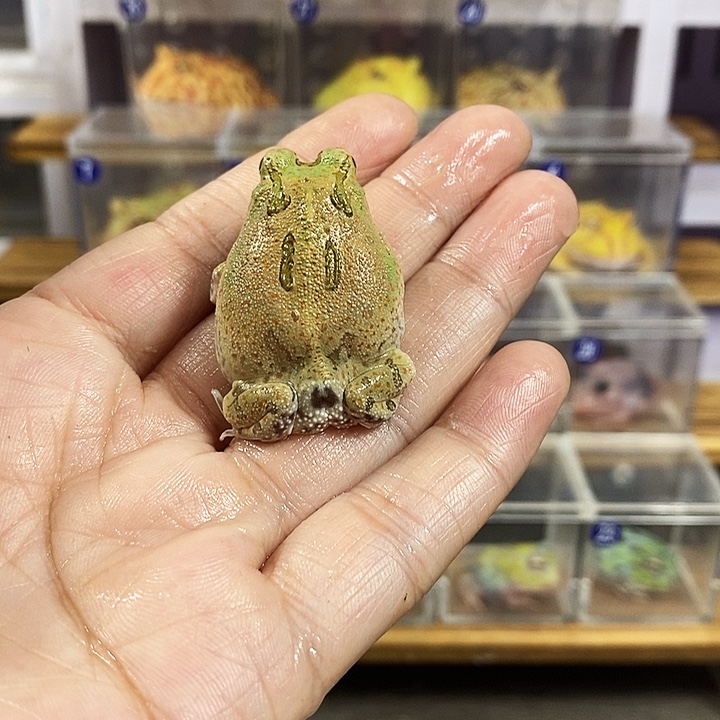 暗***羽角蛙320号微瑕疵波子角蛙