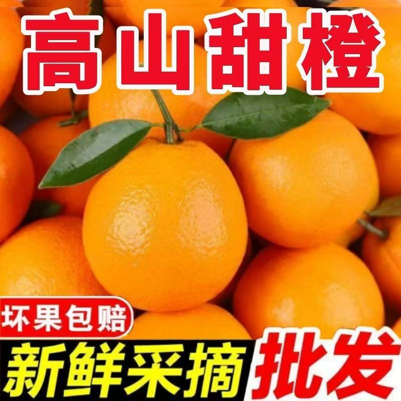 【正宗高山脐橙】肉厚多汁果园直发新鲜X
