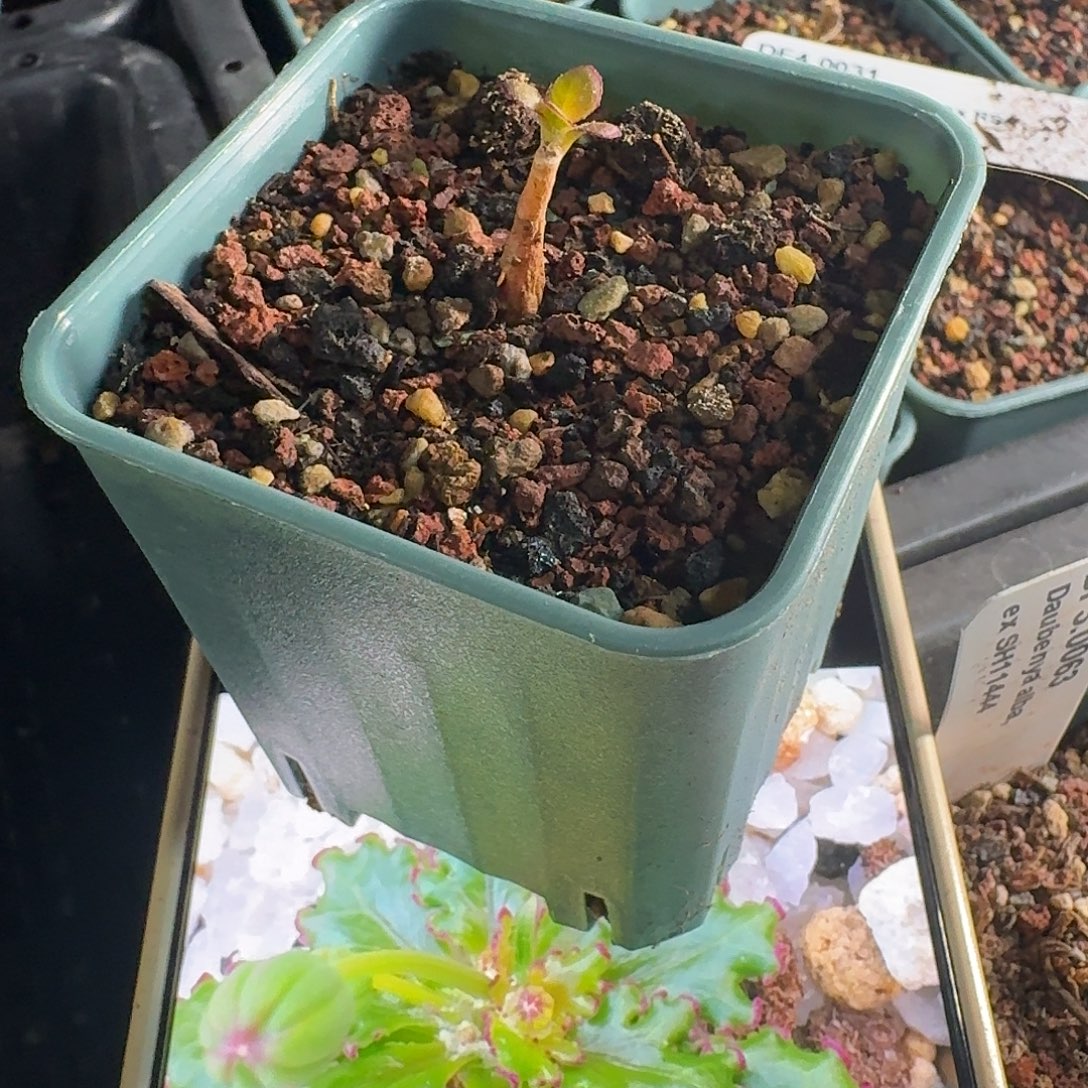 玫瑰厚敦菊带6cm盆发