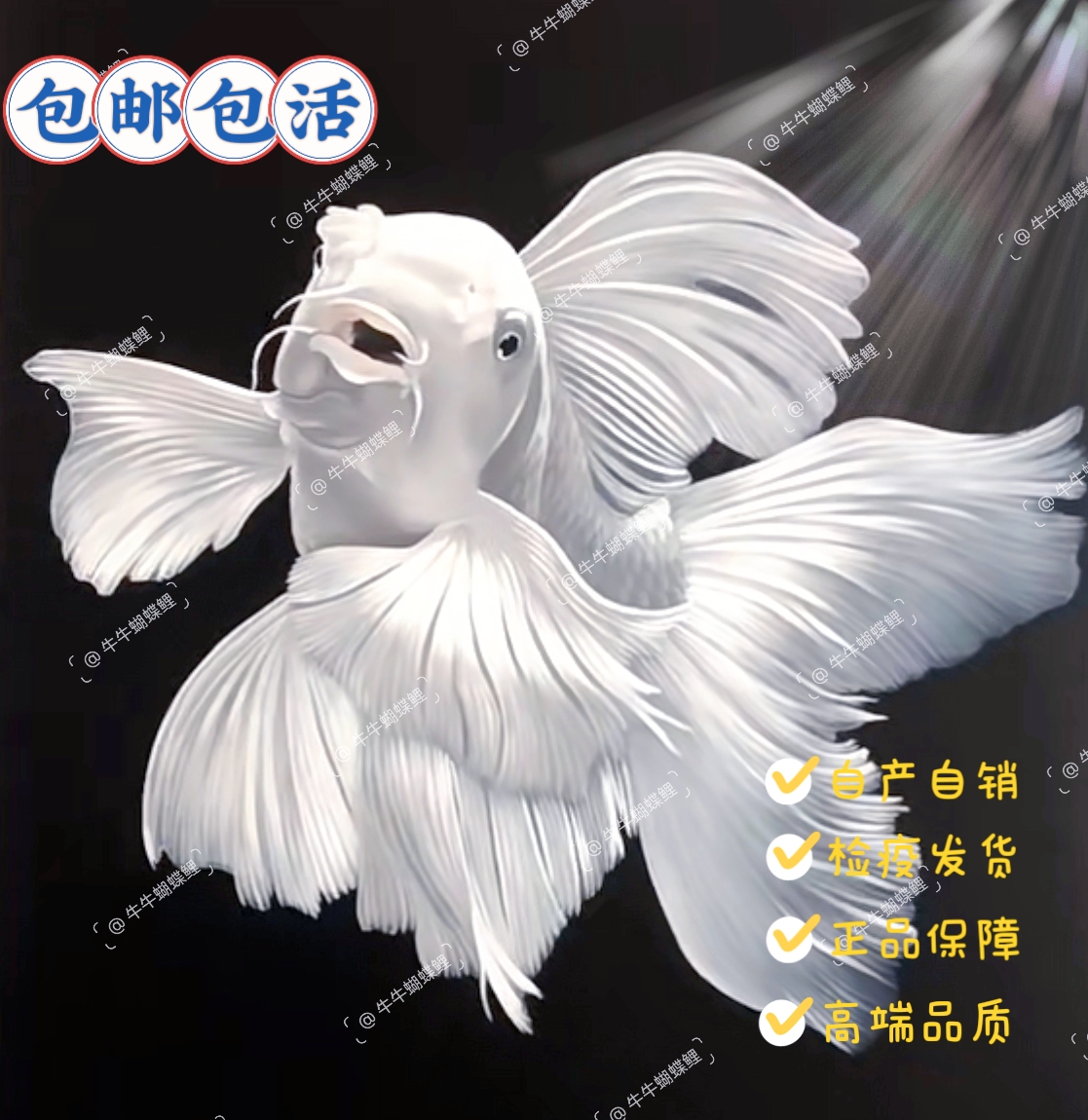 【牛牛蝴蝶鲤】18-20公分白球/白短 顺丰赛级精品狮子头石膏白直发