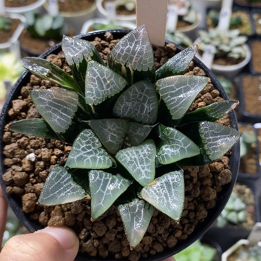 177实生克锦十二卷