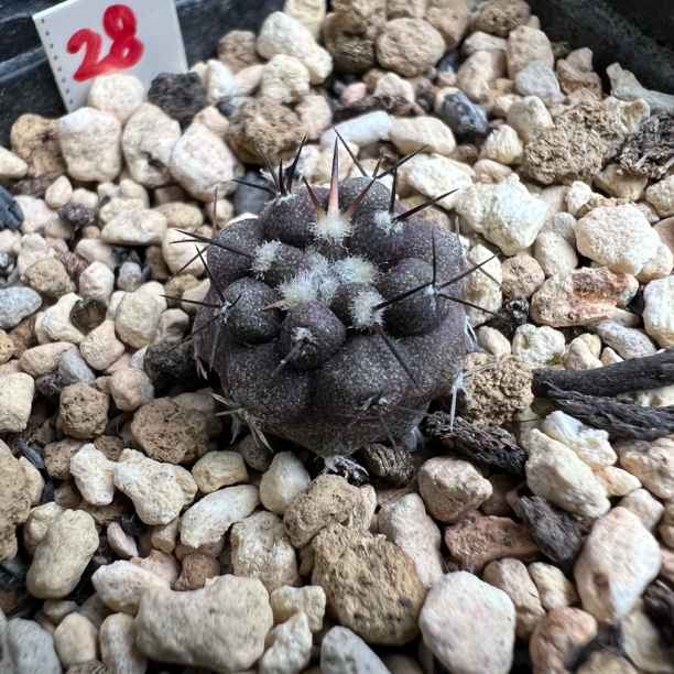 实生孤龙丸龙爪仙人球多肉植物防辐射适合阳台办公室桌面盆栽