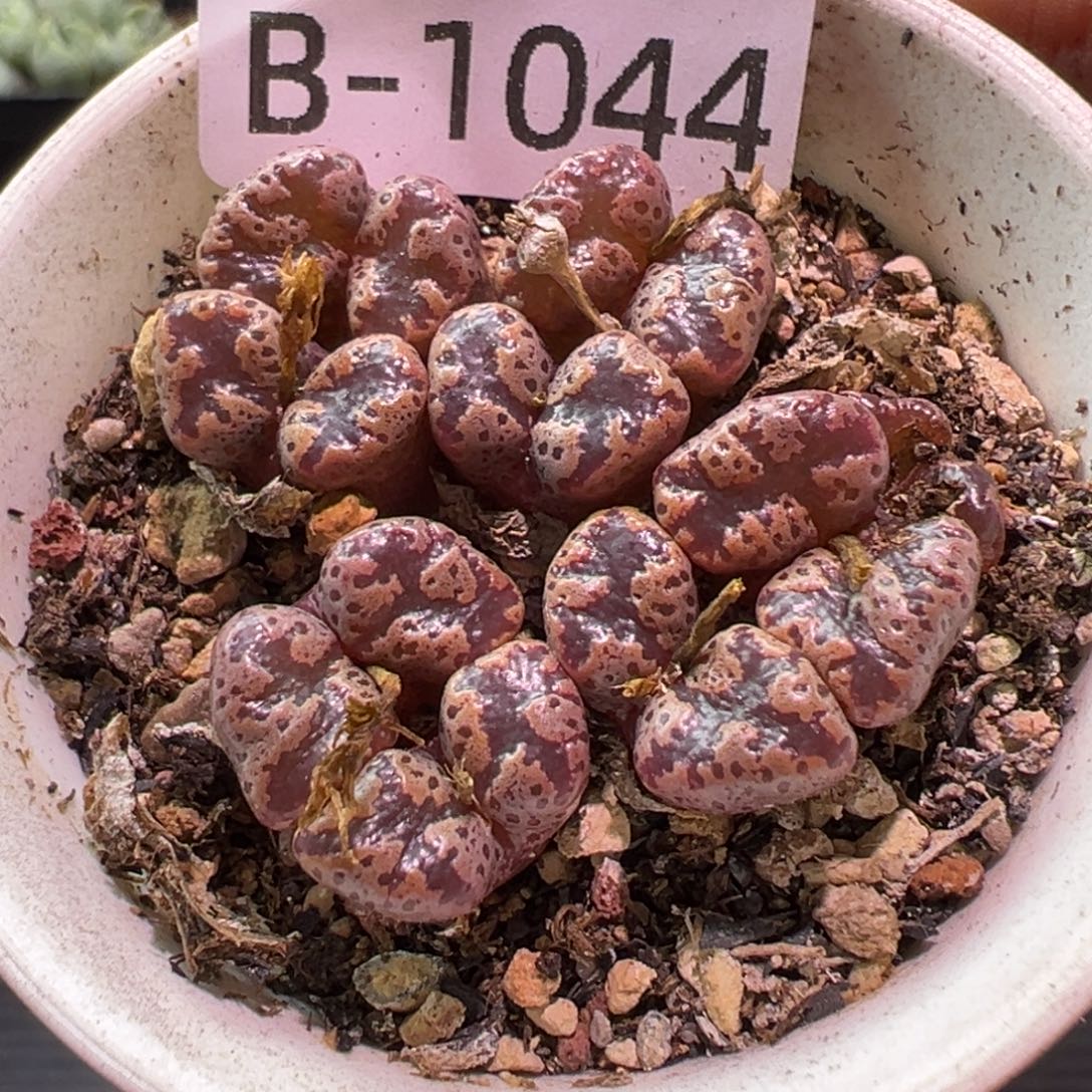 多肉植物1111111111111