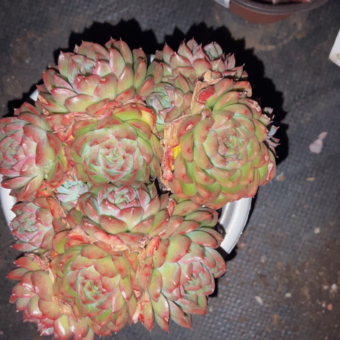 麦秆大盆群生老桩