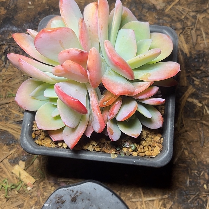 多肉植物国版奶茶