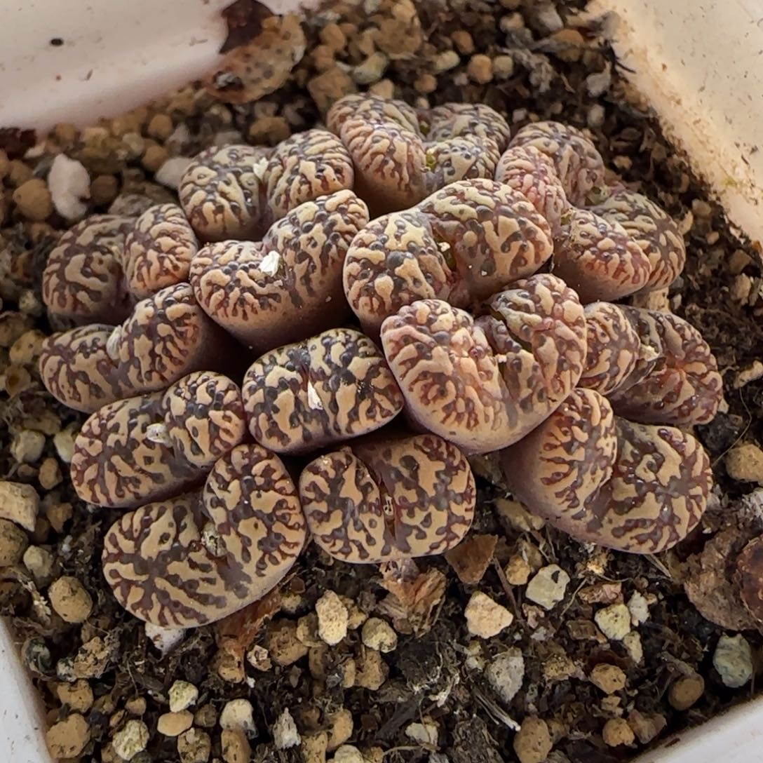 7175 大白多肉植物园