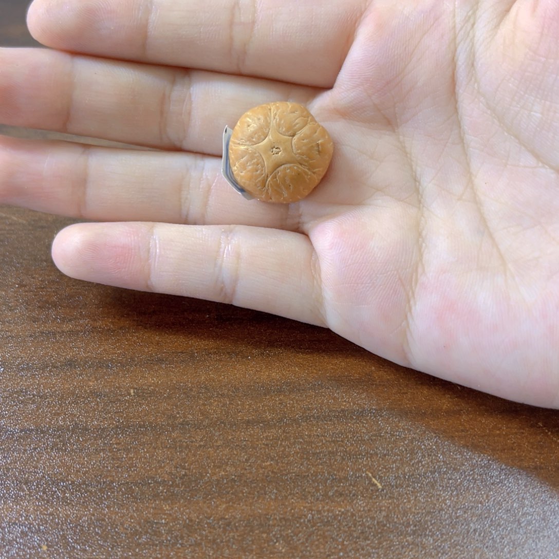 【闪购商品】凤眼菩提吊坠19五星89@7889