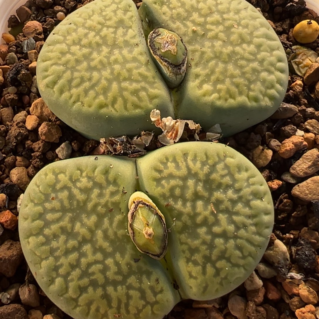 054多肉植物种类多样