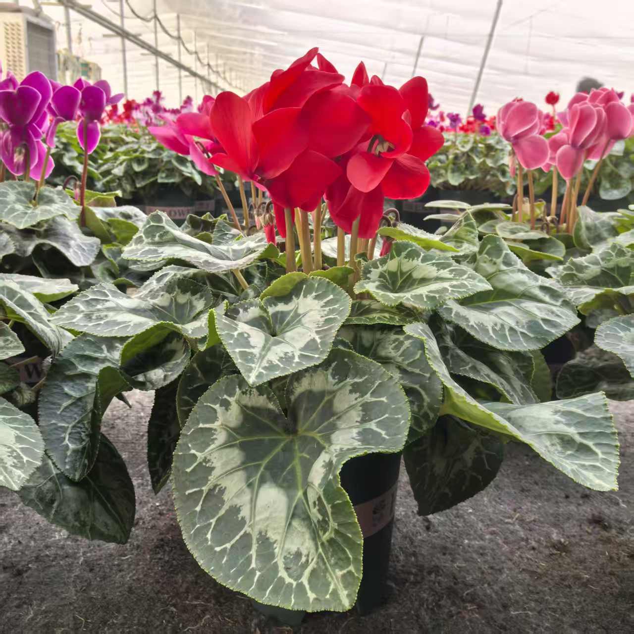 【猩红】一代仙客来带花带花苞原盆原土发货好养易活室内盆栽花卉