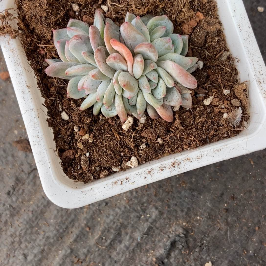 13星影多肉植物保护