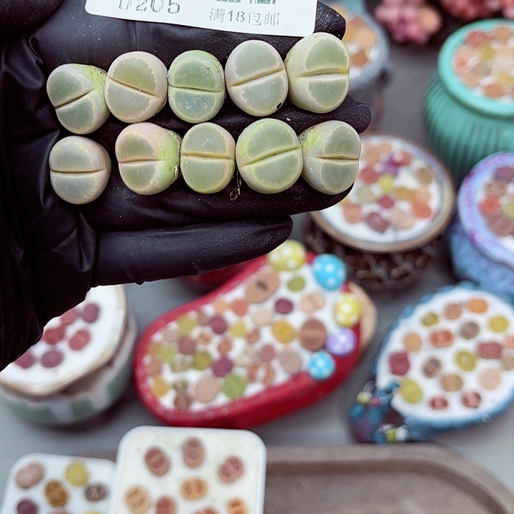 多肉植物生石花5-22