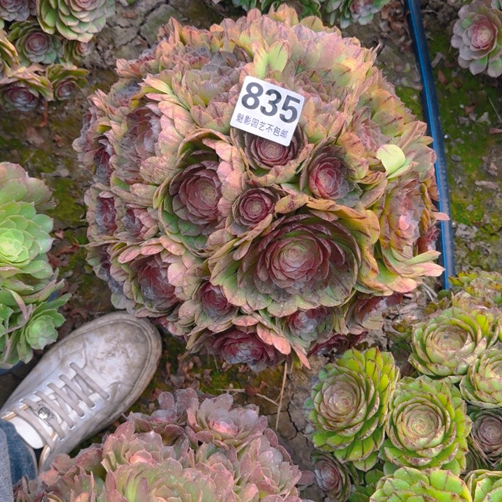 拉丝花29-53包邮花花