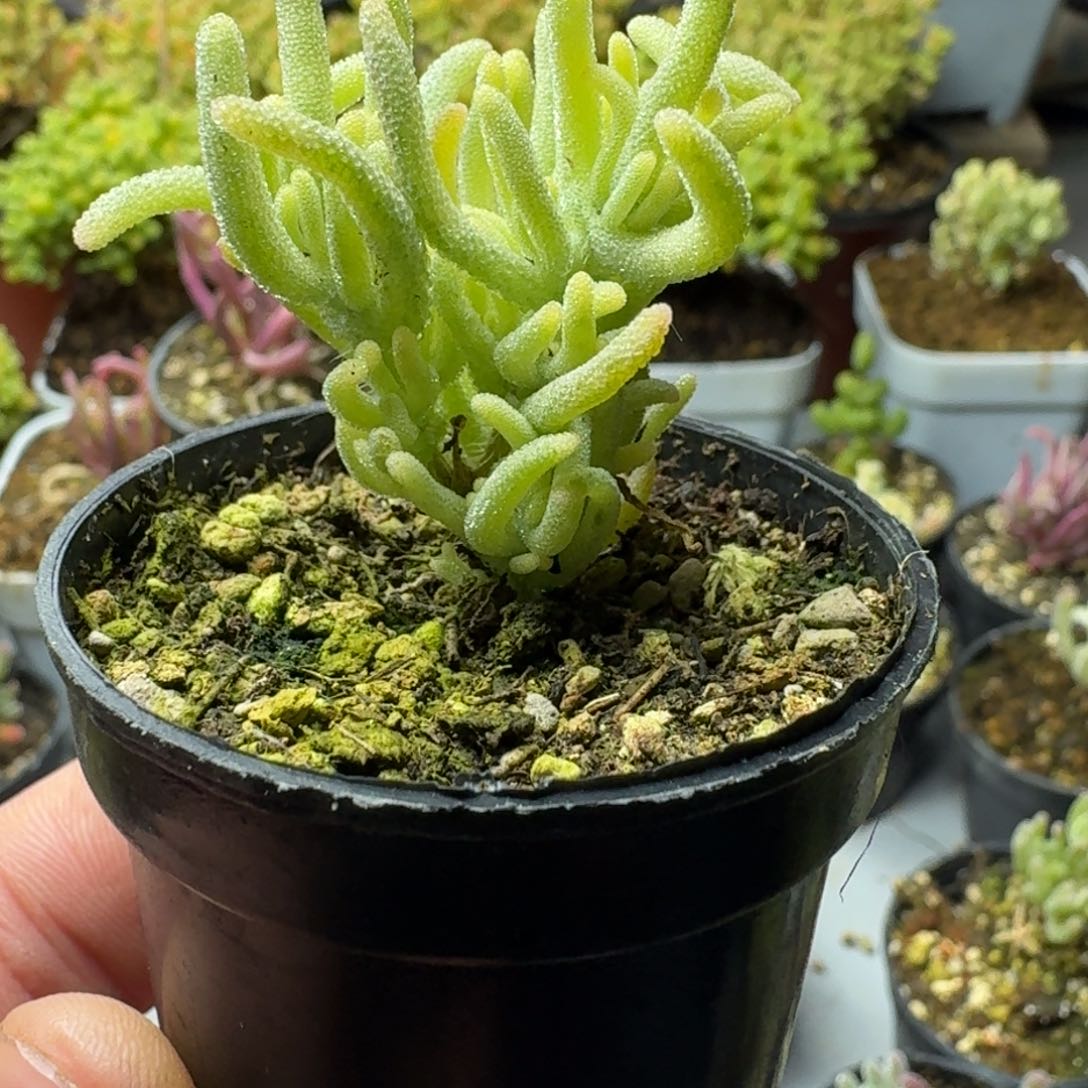 荧光兔白锦 多肉植物