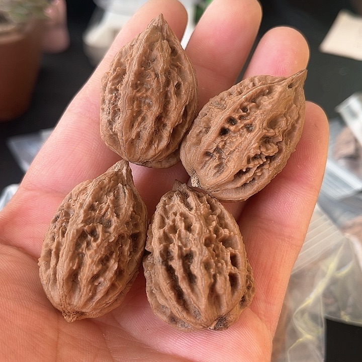 文玩核桃把件26尺大麦秋子