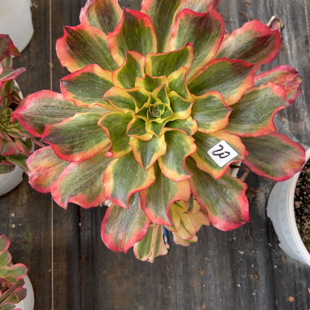 20魅影多肉多肉多肉多肉