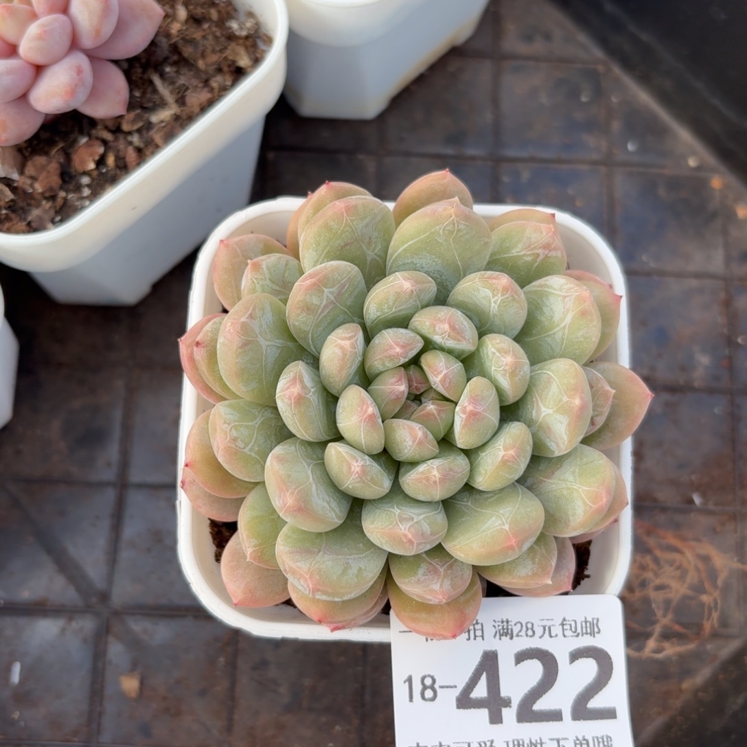 百达翡翠无盆土发货无盆