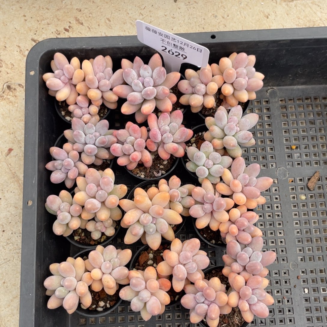 不包整散 盆子不售后2629