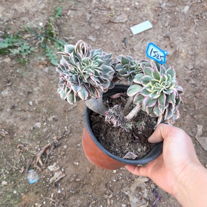 灿烂小小缀1525多肉