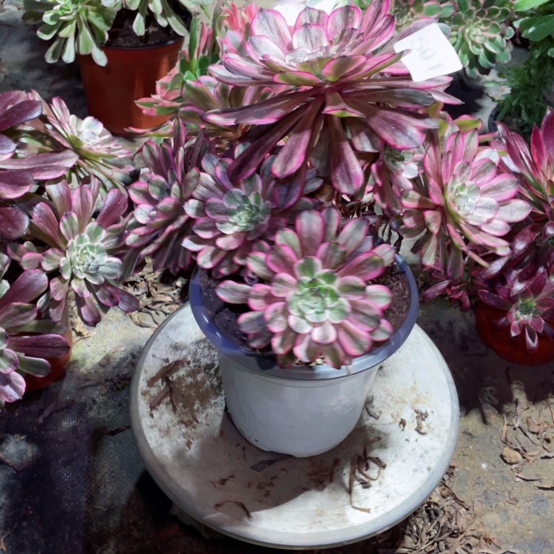 多肉植物妃墨501