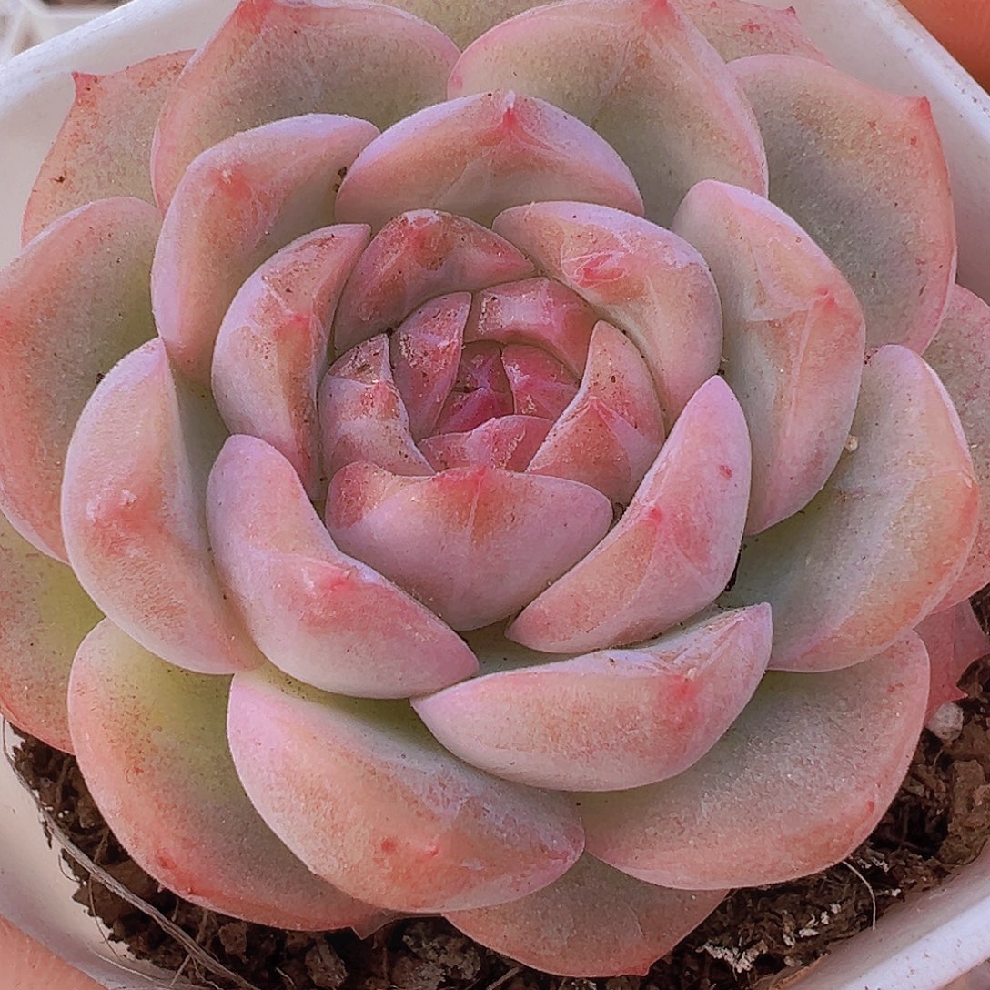 冰花女郎19包邮多肉