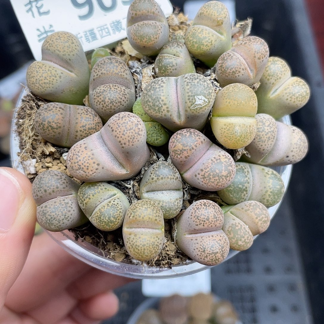 90300000花花花花花