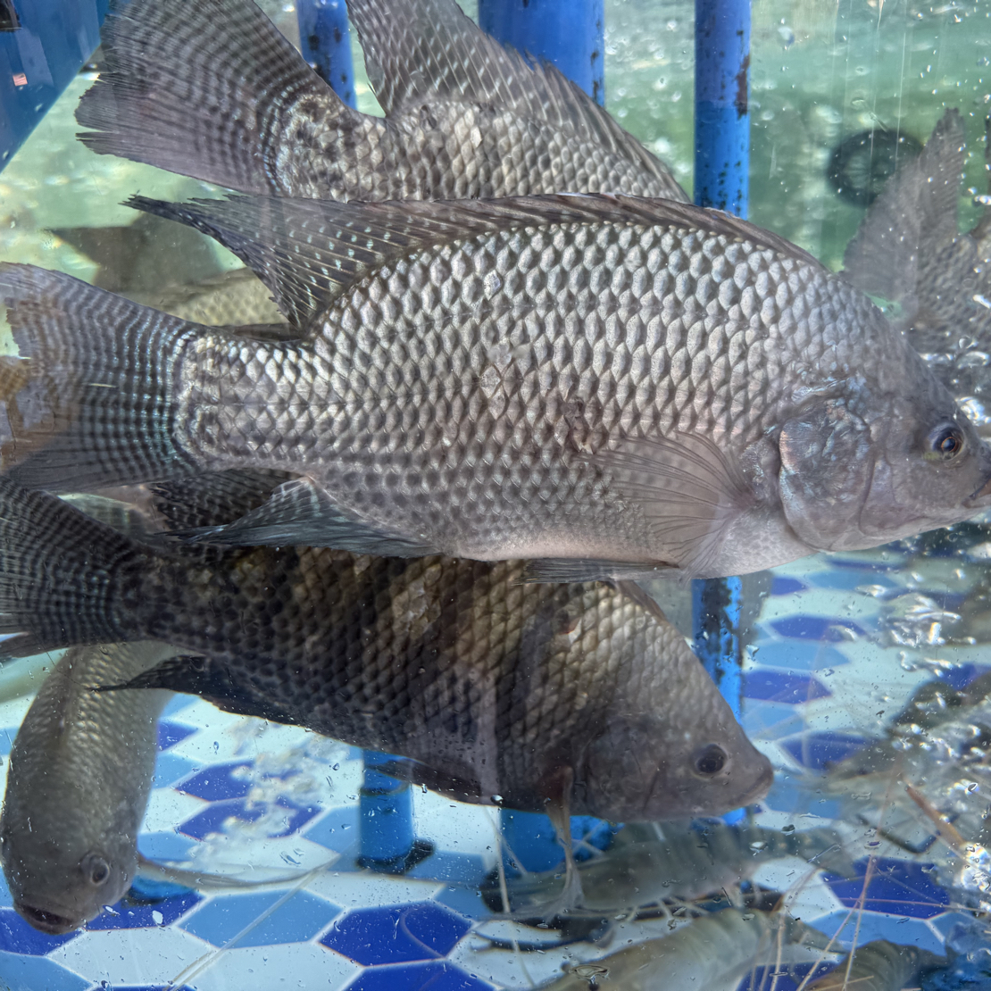 全活罗非鱼13.8元50g 烤鱼 干烧必备（默认去鳞破腹） 不处理请备注