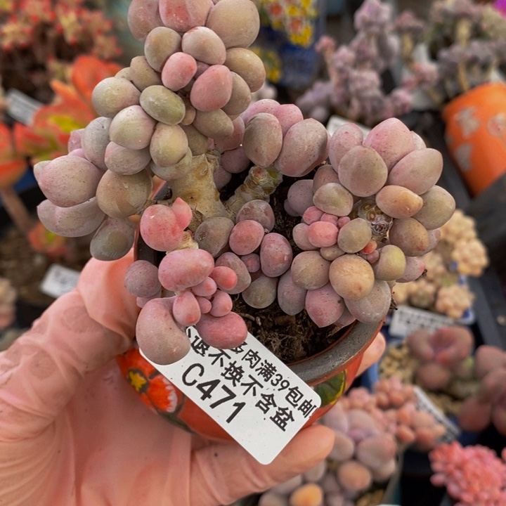 汤圆有掉叶471多肉植物