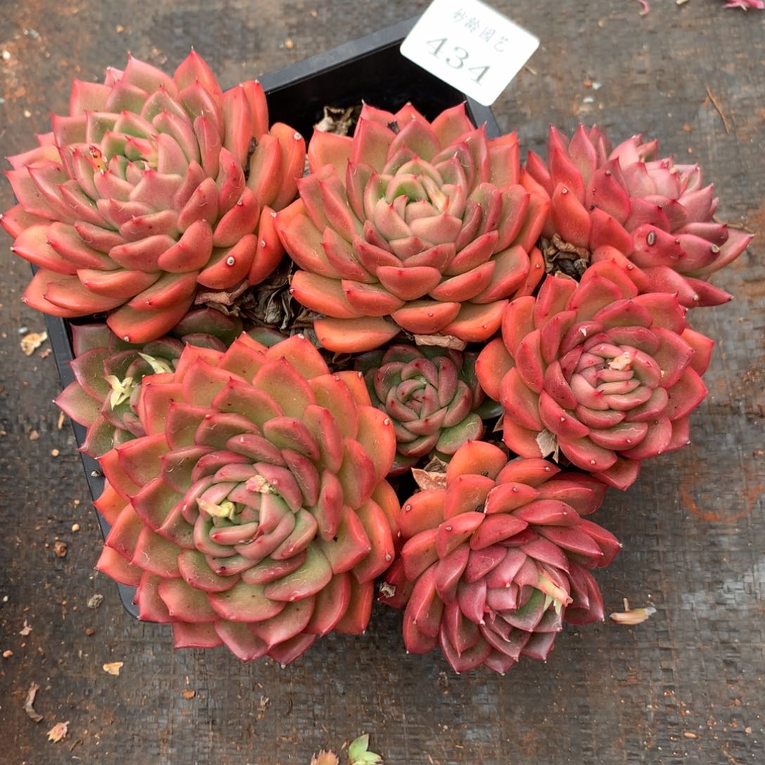 434杂交精品基地18冠