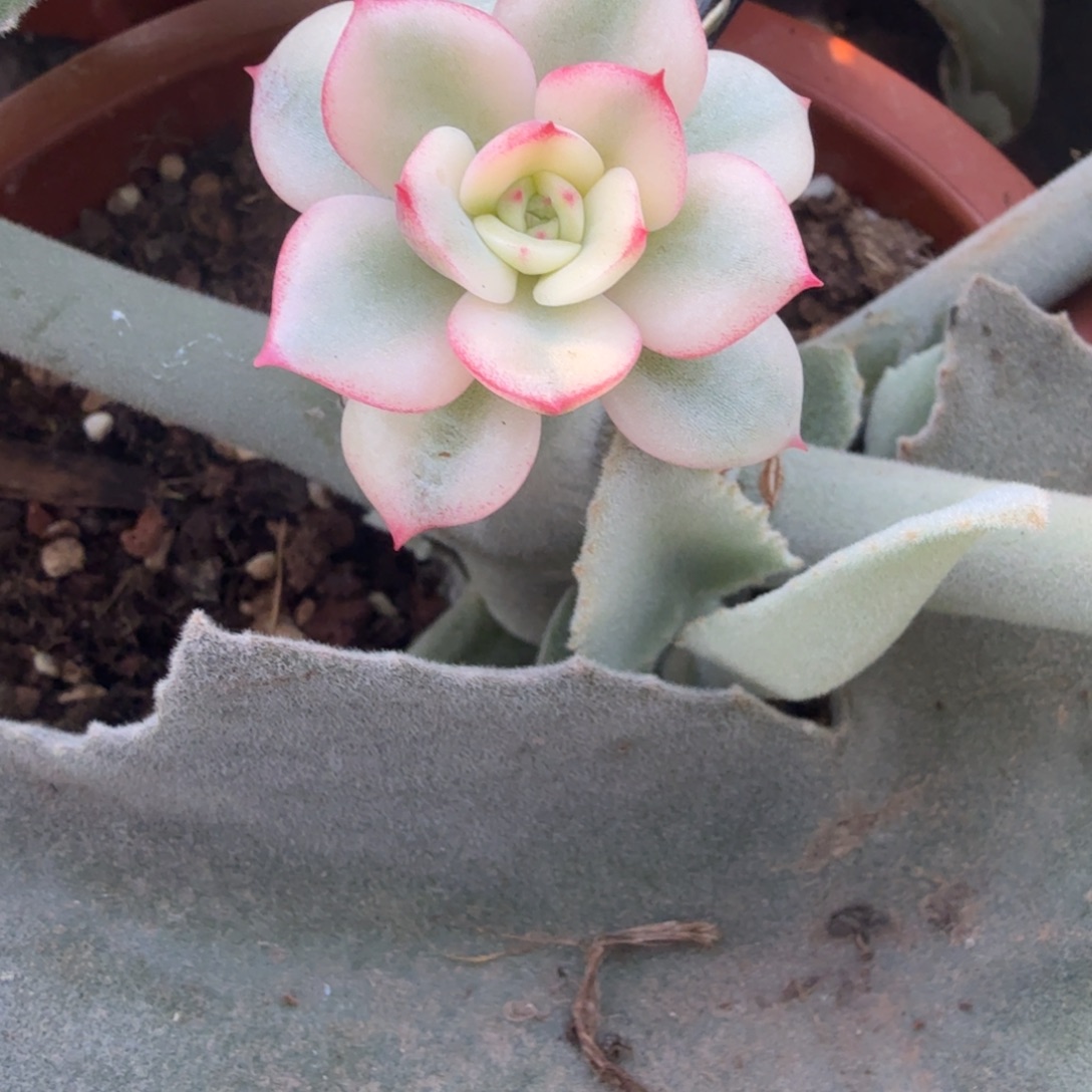 三文鱼锦，多肉锦多肉