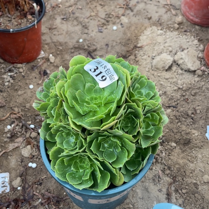 319绿玫瑰手捧无根1