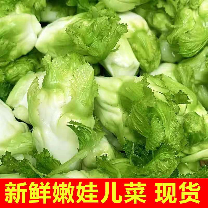 贵州新鲜儿菜娃娃菜青菜正宗现摘现发抱儿菜农家自种咸菜蔬菜