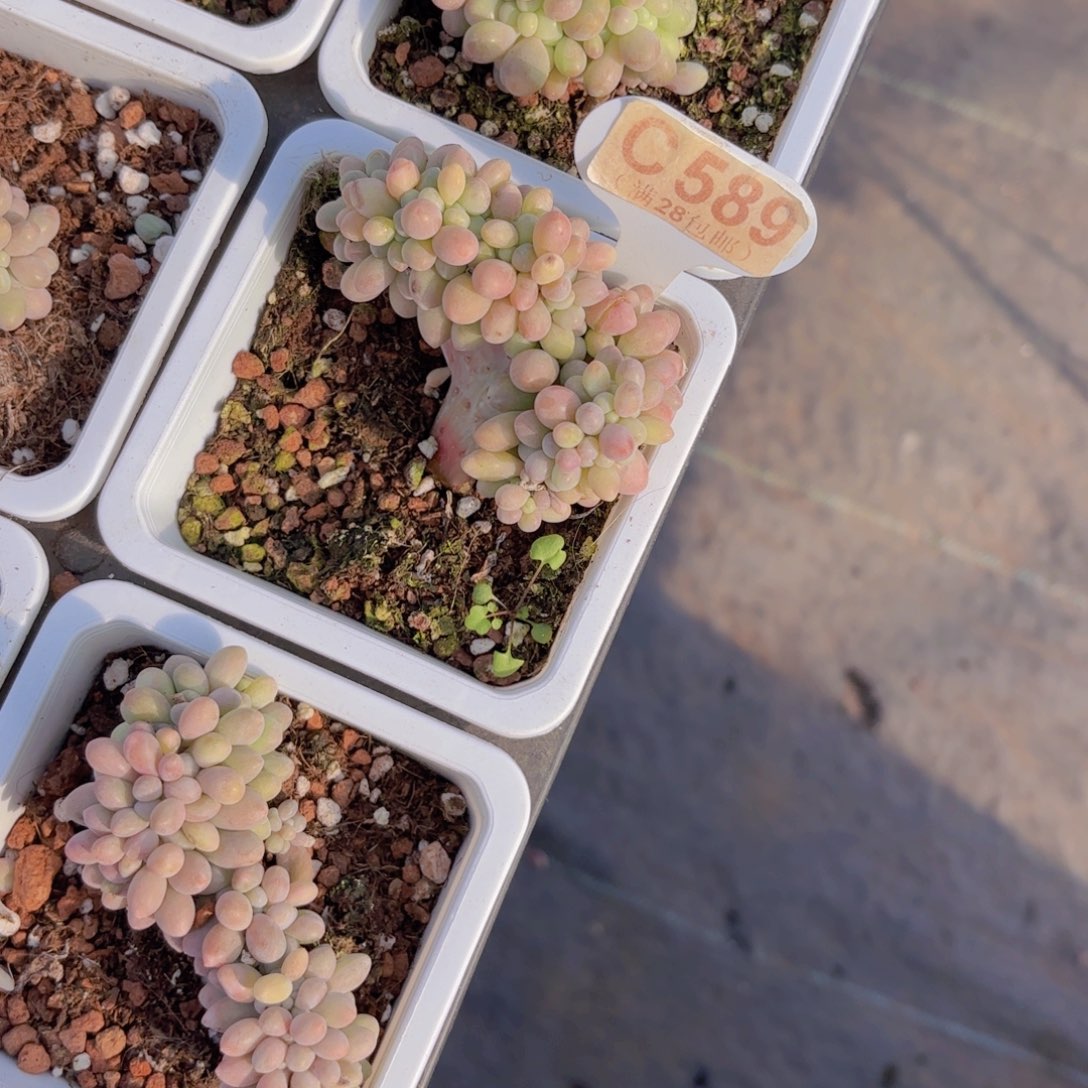 C589桃花奶缀一物一拍