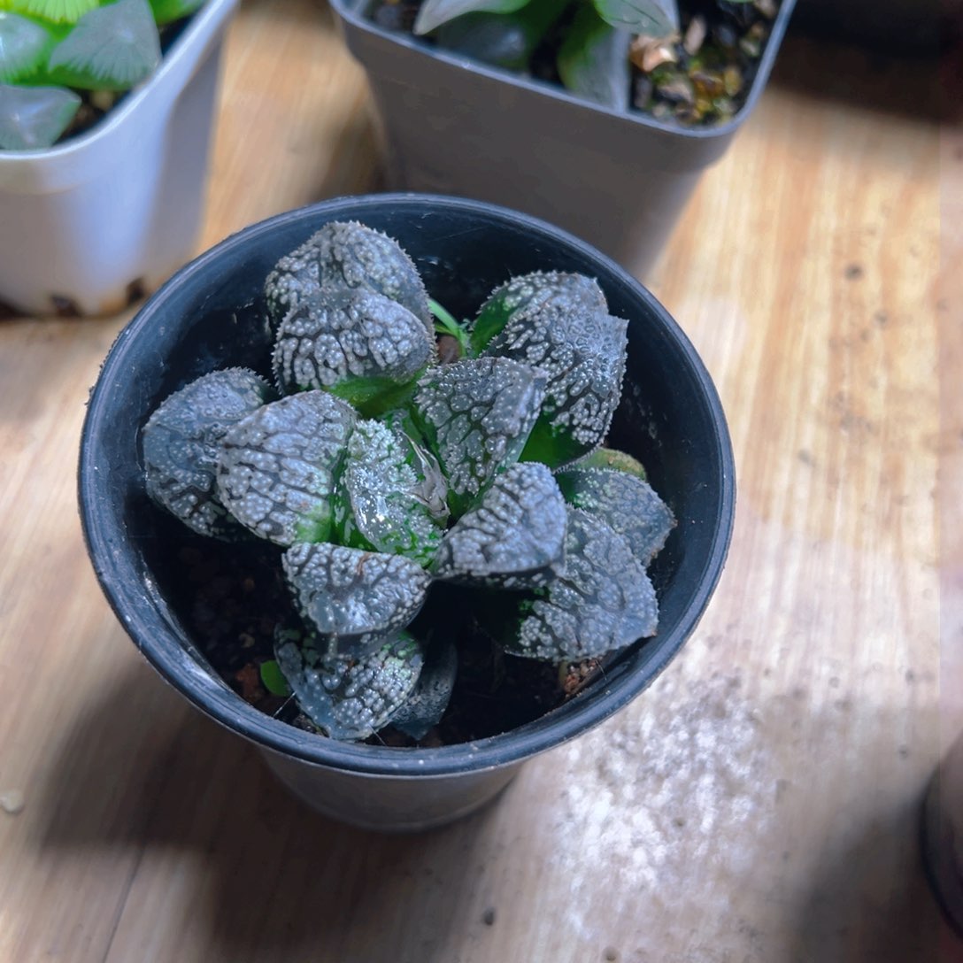 万象盆魔多寿多肉1