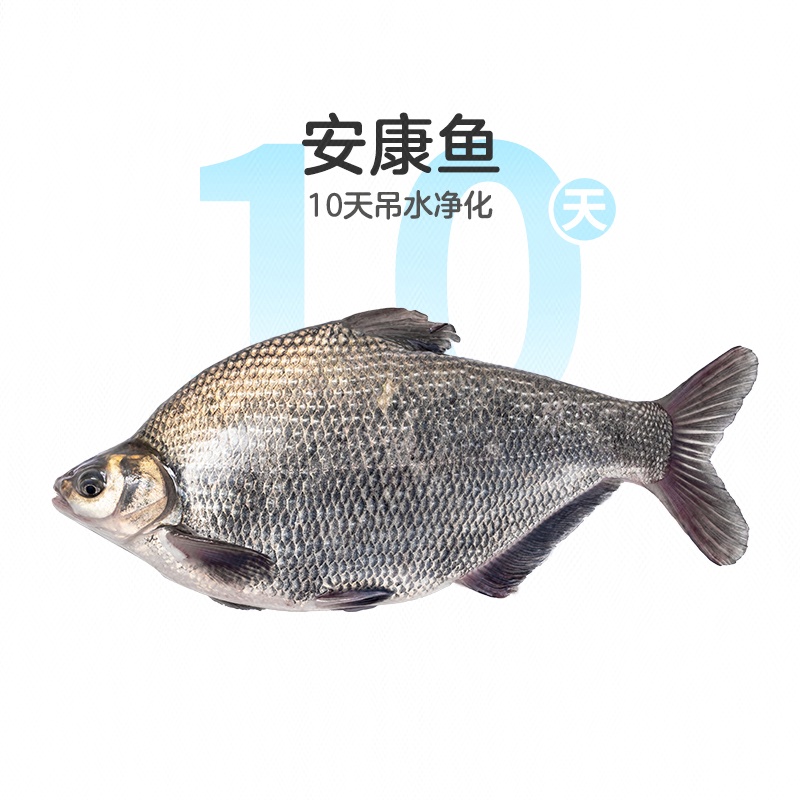 鲜活吊水净化鳊鱼1条 约500g