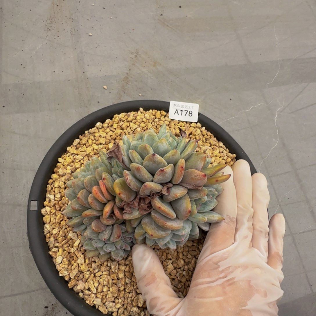 a a a a a a a a a 178